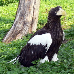 Steller's Sea-Eagle Steller's Sea-Eagle